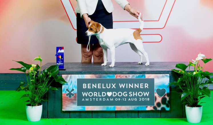 Best Puppy Of Breed Benelux Winner 2018 Stolta Ebbas Jarla Jofrid Of Sweden